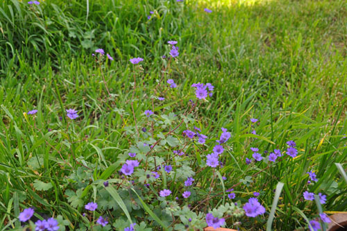 Bill Wallis geranium