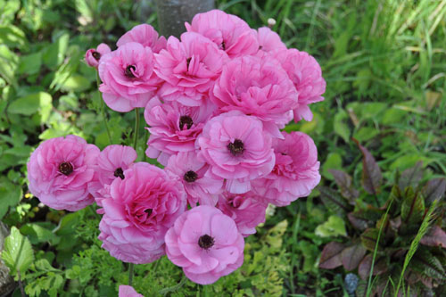 Ranunculus