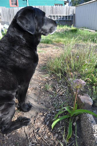 Rosie and an allium