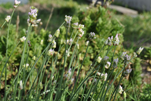 All the little alliums