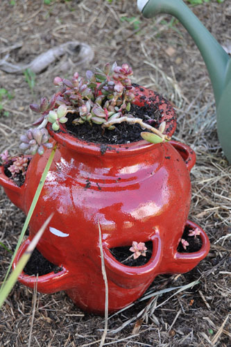New strawberry pot