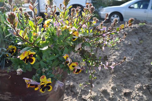 Container plants out front