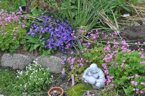 Flowers in the rain garden