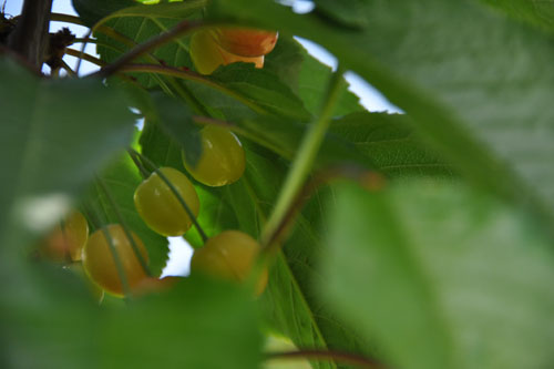 Cherries