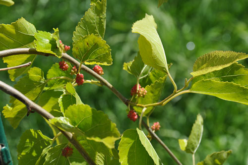 Mulberries