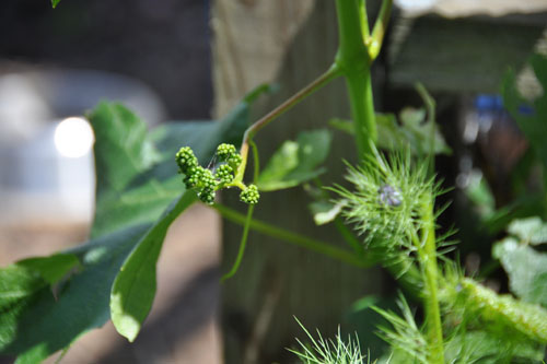 Mystery grape grapes