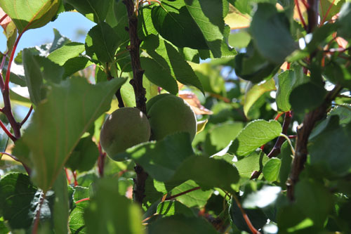 Apricots!