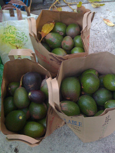 Three sacks of avocados