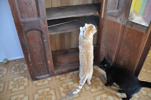 Mr Kitty and Dash help me examine the interior of the cabinet