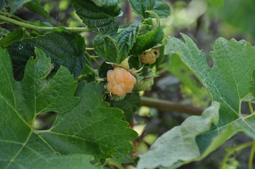 First raspberry