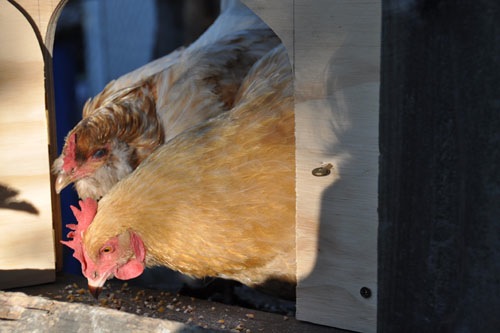 Training chickens about a new door