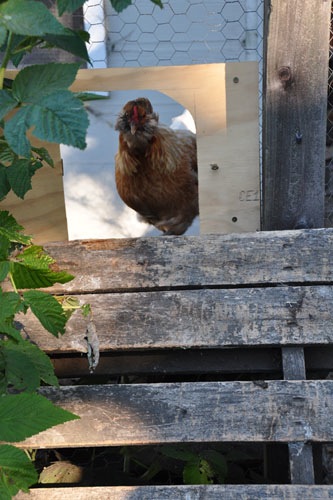 The chickens finally know how to use their door!