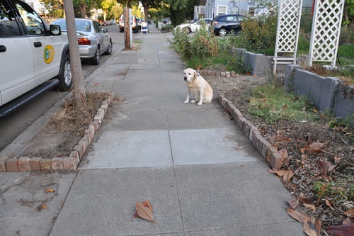 Goldie and the brick edging