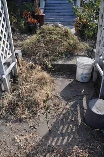 Dug-out dead Bermuda grass