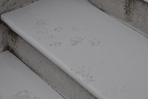 Raccoon tracks on the steps