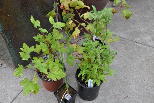 Plant sale plants waiting to be planted