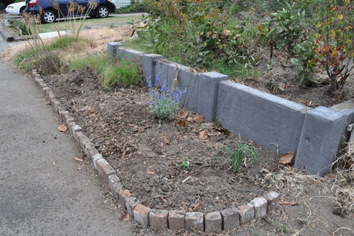 New salvias in the ground