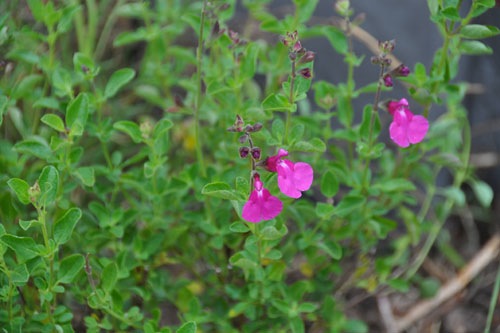 Salvia 'Orchid Glow'