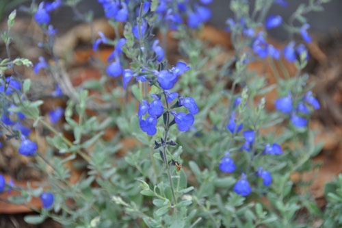 Salvia chamaedryoides