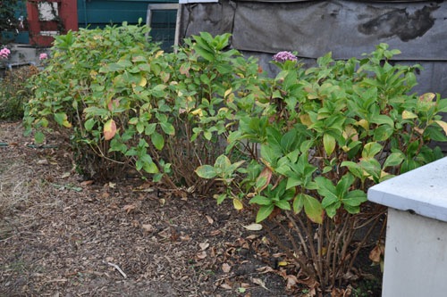 Pruned and weeded hydrangeas