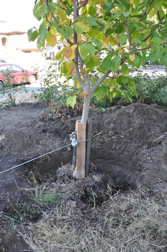 Trench around the tree, and tree upright