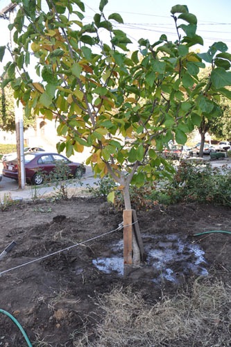 Tree in place