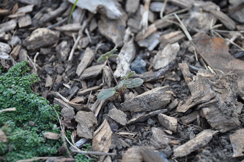 Lupine coming up