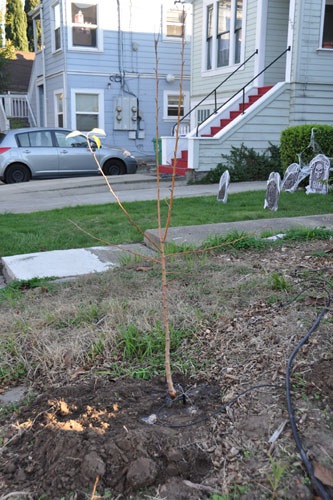 Crabapple tree