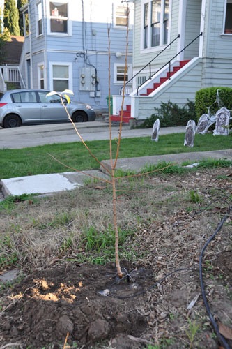 Crabapple tree