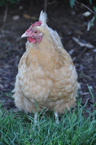 Carole is molting
