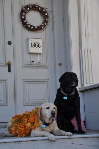 Dog beauty shot