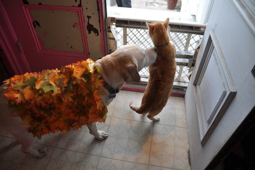 Using the dog gate to make a barrier