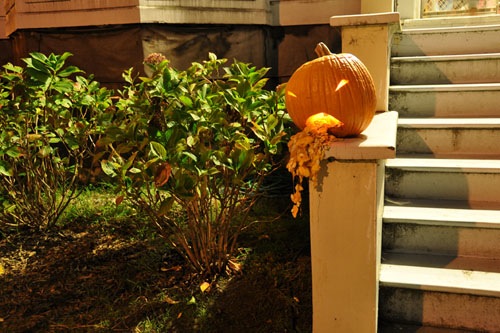 Barfy pumpkin by night