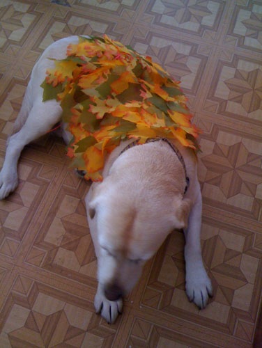 Goldie was a pile of leaves