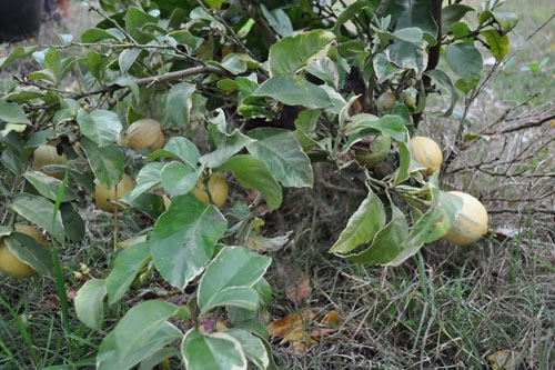 Lemons on the variegated lemon tree