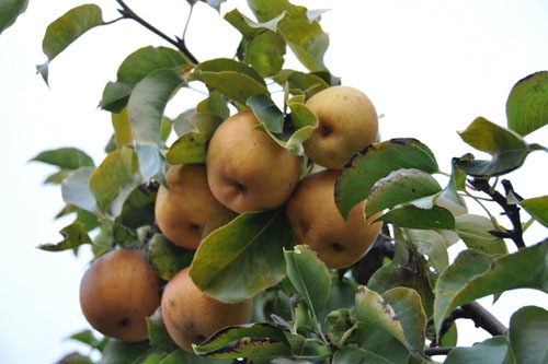 Asian pears