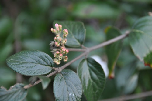 Flower buds on the viburnum