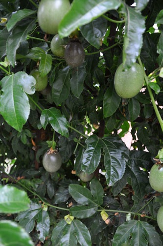 Passionfruit ripening