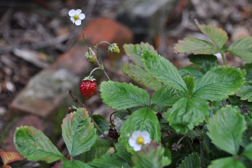 Alpine strawberry