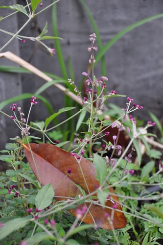 Airy bachelor's buttons and salvia semiatrata