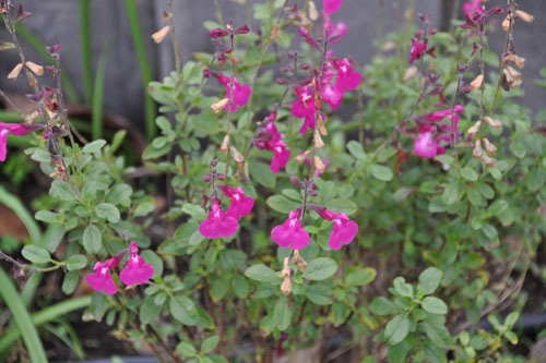 Salvia 'Orchid Glow'