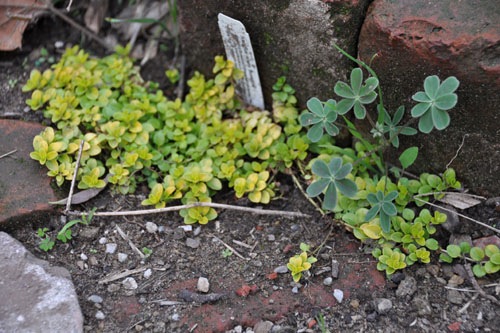 Pathway plants