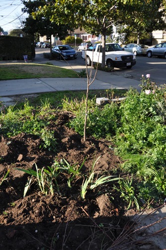 Quince planted, irises transplanted