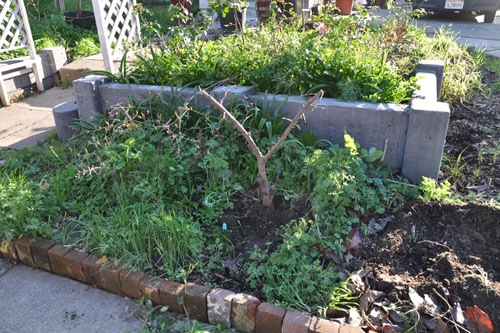 Transplanted pluot