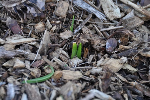 Daffodil sprouting