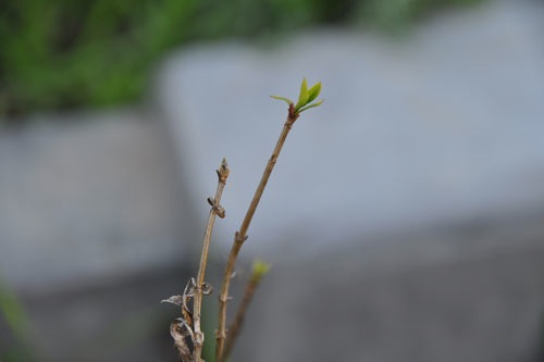 Lonicera buds