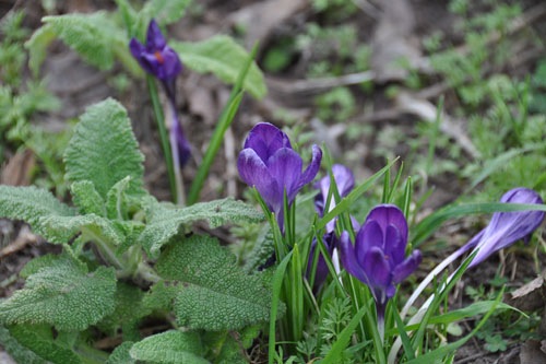 crocuses and salvia