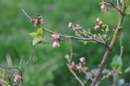 Bueberries