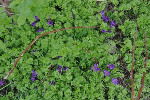 Crocuses and nigella