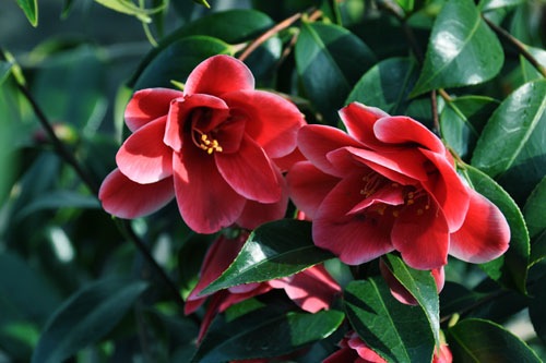 Camellia blooms